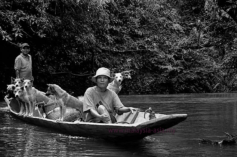 iban-dogs-long-boat Sarawak Longhouse Pictures in B&W