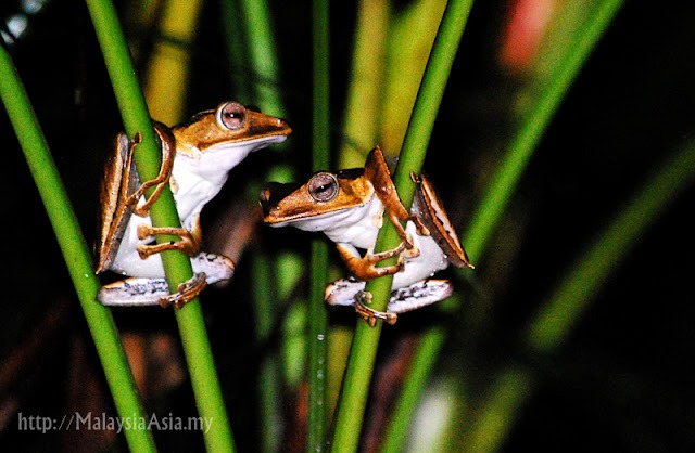 Danum Valley Frogs