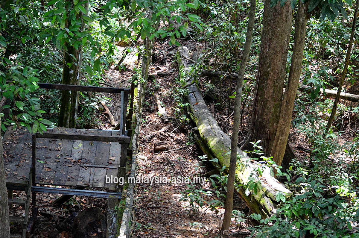 bornean-sun-bear-conservation-centre-viewing-platform Bornean Sun Bear Conservation Centre Review