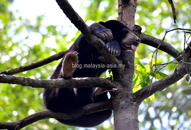 bornean-sun-bear-conservation-centre Bornean Sun Bear Conservation Centre Review