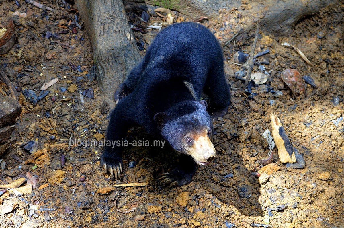 bsbcc-sandakan-sabah Bornean Sun Bear Conservation Centre Review