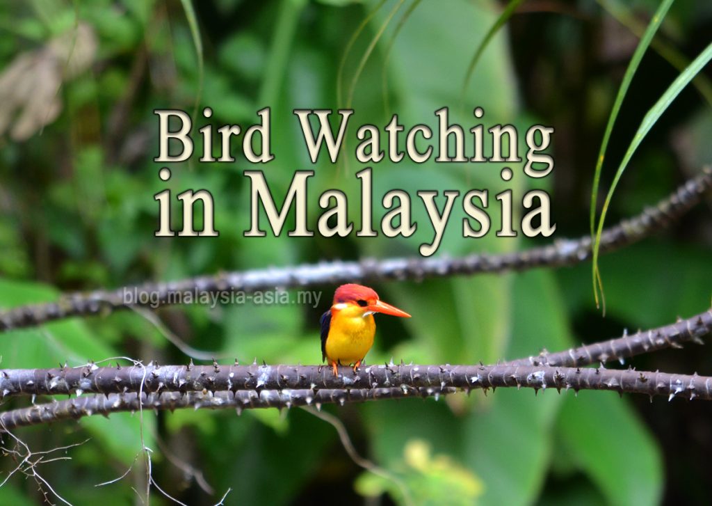 Malaysia Birdwatching