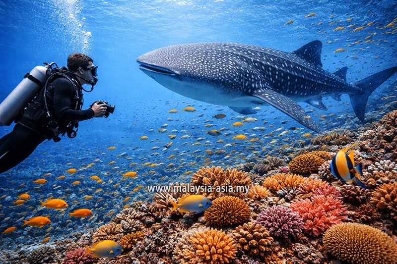 Lankayan-scuba-diving Malaysia's 10 Best Dive Sites: A Complete Guide for Scuba Divers