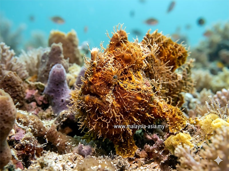 hairy-frogfish-malaysia 5 Best Macro Diving Sites in Malaysia