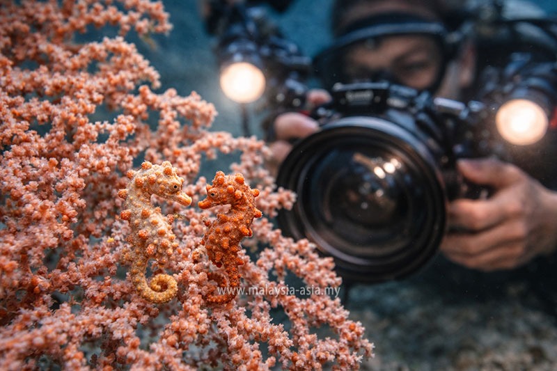 lankayan-island-macro-diving 5 Best Macro Diving Sites in Malaysia