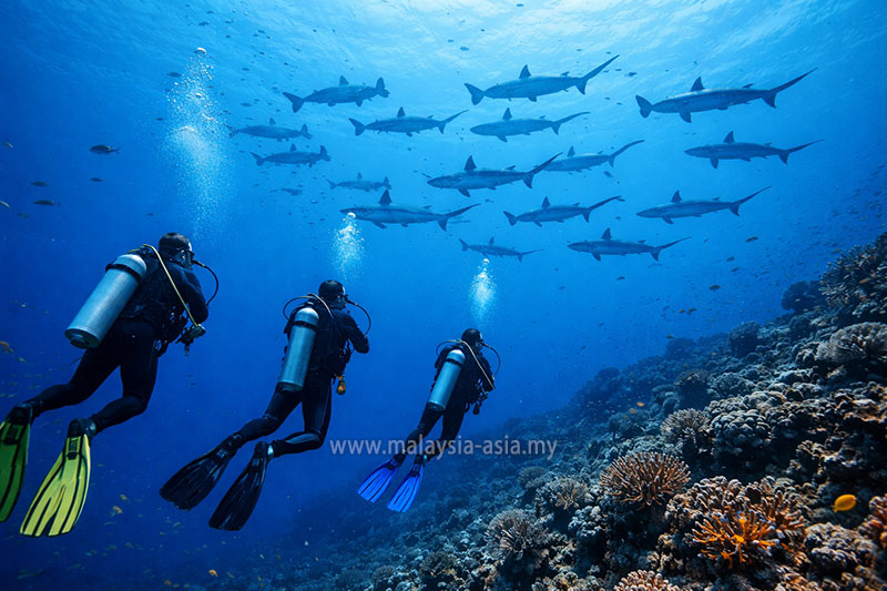 layang-layang-scuba-diving Malaysia's 10 Best Dive Sites: A Complete Guide for Scuba Divers