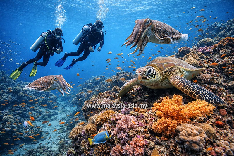 mabul-scuba-diving Malaysia's 10 Best Dive Sites: A Complete Guide for Scuba Divers