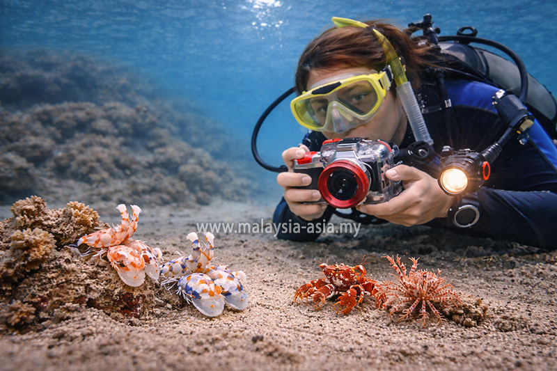 pom-pom-island-macro-diving 5 Best Macro Diving Sites in Malaysia