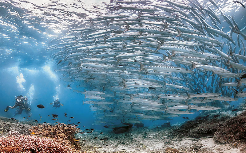 sipadan-diving-1 Malaysia's 10 Best Dive Sites: A Complete Guide for Scuba Divers