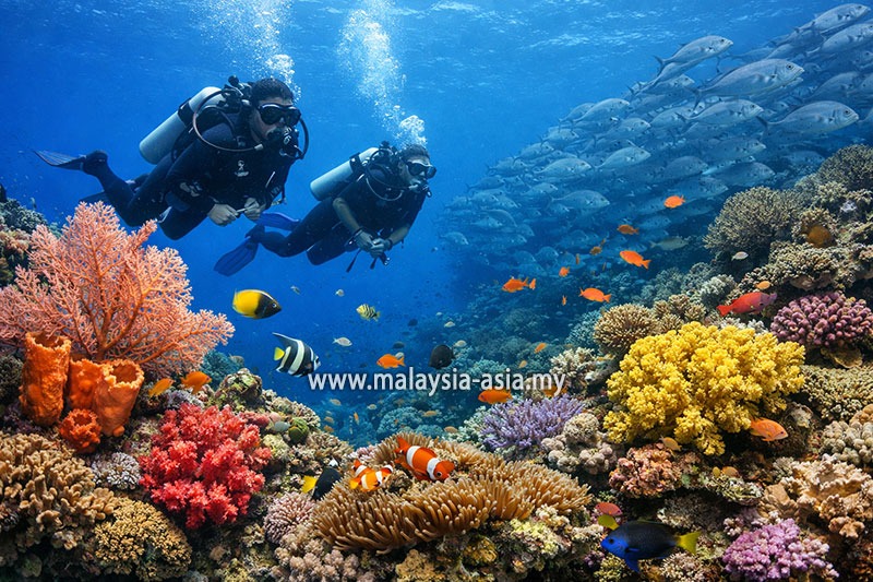 sipadan-scuba-diving Malaysia's 10 Best Dive Sites: A Complete Guide for Scuba Divers