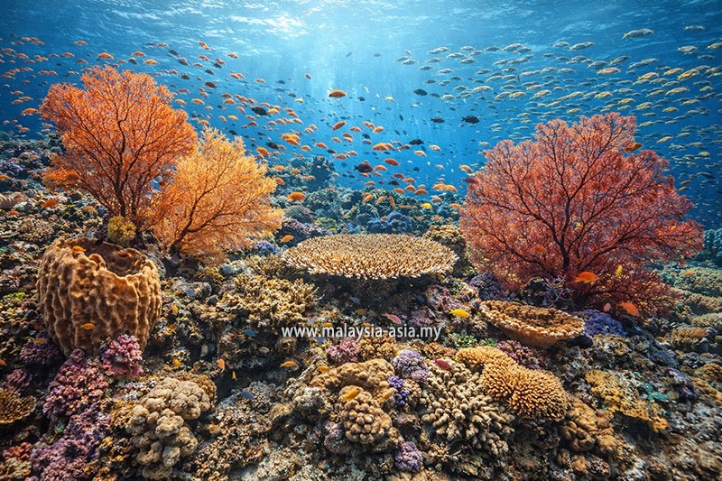 tioman-island-diving 5 Best Macro Diving Sites in Malaysia