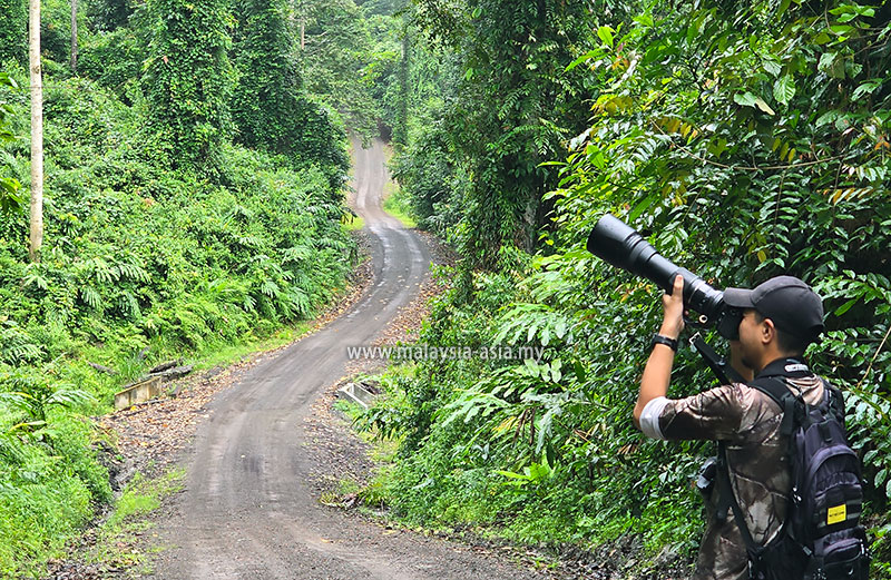 birdwatching-danum-valley Best Things to Do in Danum Valley