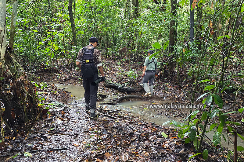 coffin-trail-danum-valley Best Things to Do in Danum Valley