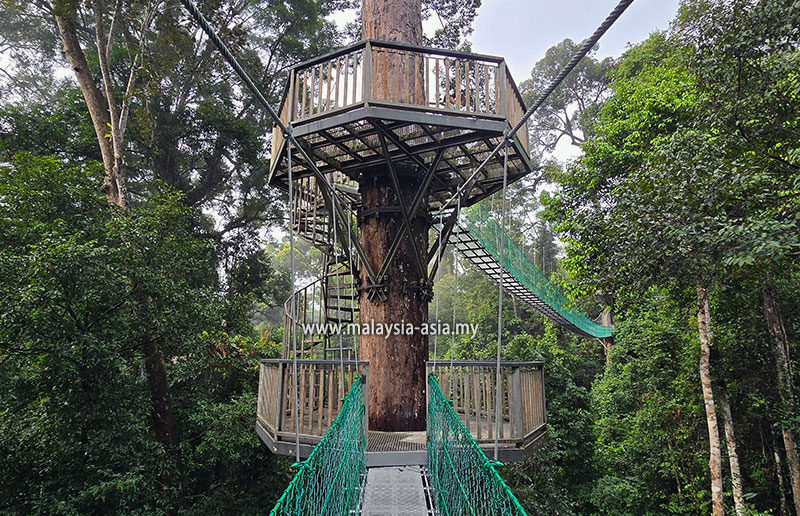 danum-valley-canopy-walk-1 Best Things to Do in Danum Valley