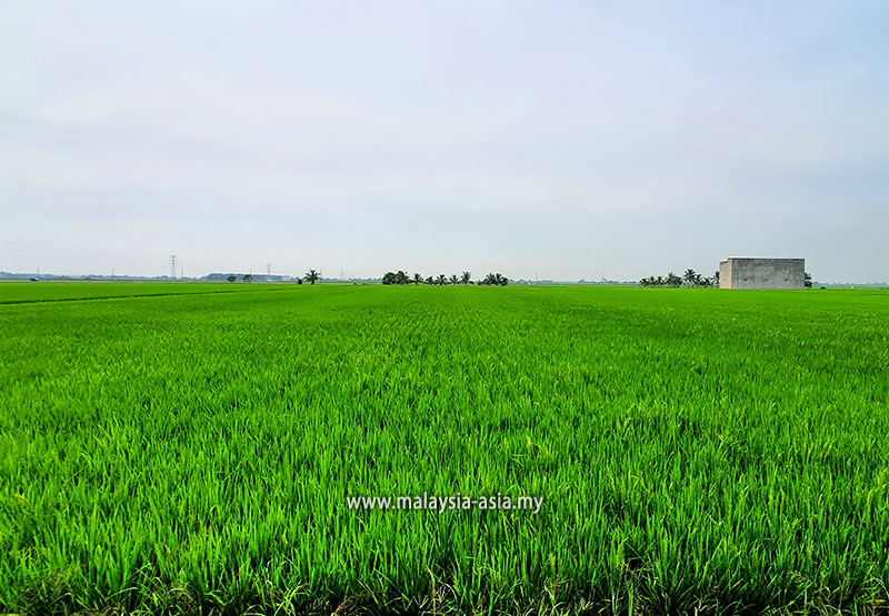 festival-sawah-padi-sekinchan Sekinchan Paddy Field Festival