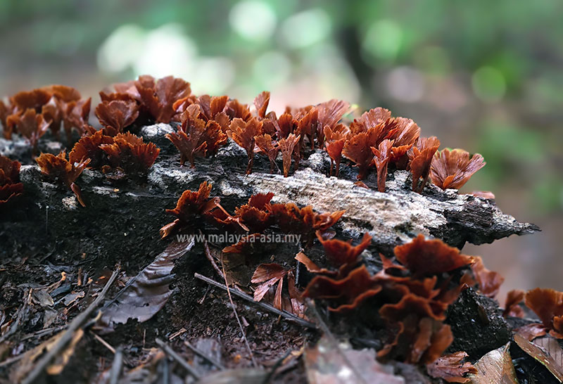 fungi-mushrooms-danum-valley Best Things to Do in Danum Valley