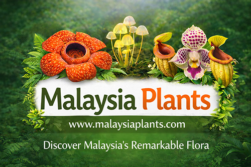 Malaysia Plants