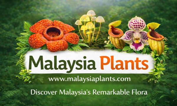 Malaysia Plants