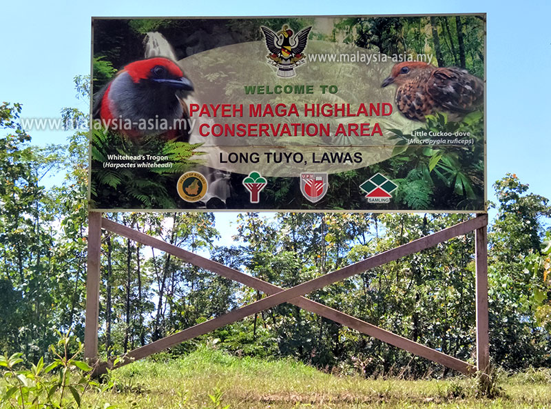 payeh-maga What to do in Lawas