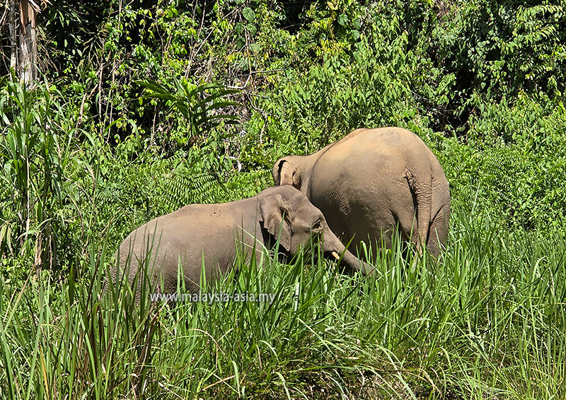 pygmy-elephants-danum-valley Best Things to Do in Danum Valley