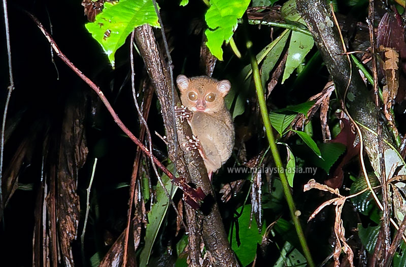 wildlife-watching-danum-vallery Best Things to Do in Danum Valley